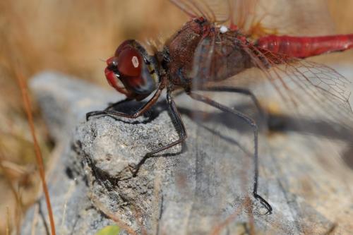 Sympetrum fonscolombii
